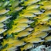 snapper_bluestripe_ndo_h_0238_pal1062.jpg